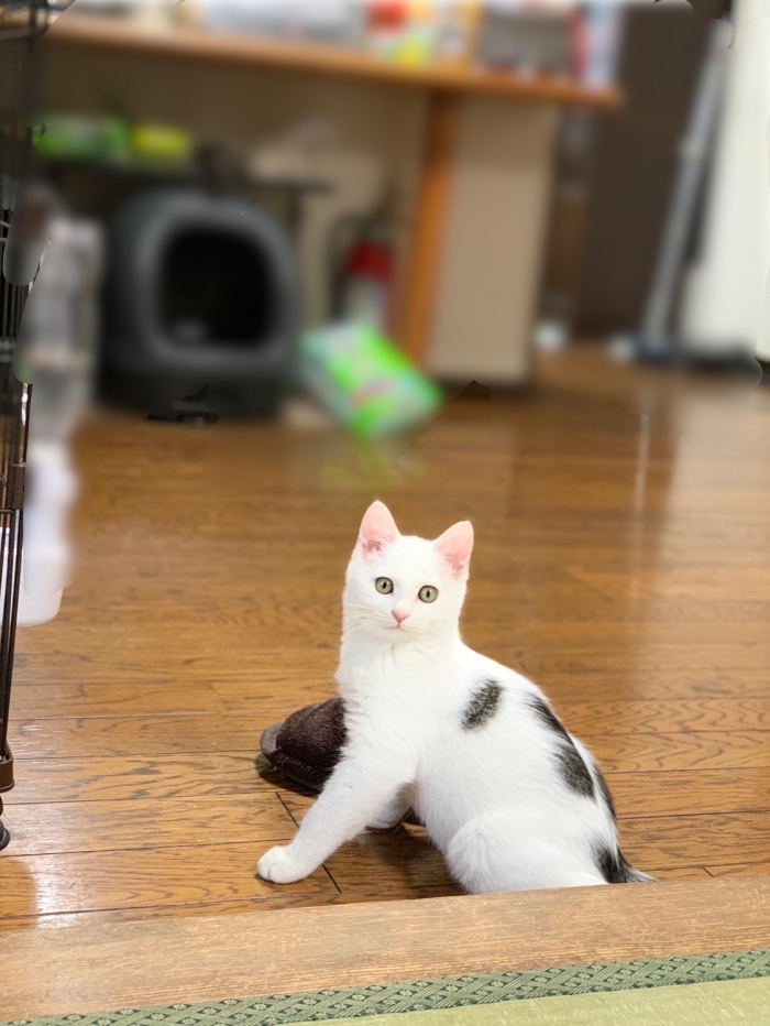 新しい家族