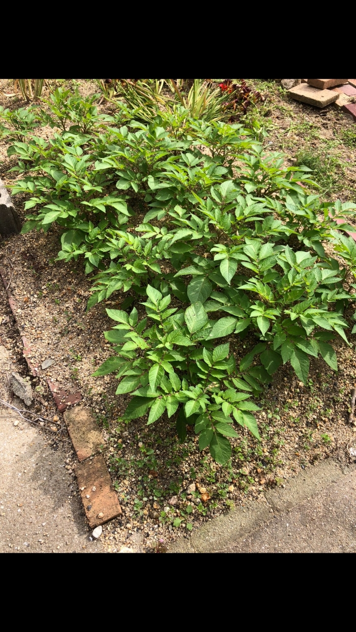 家庭菜園
