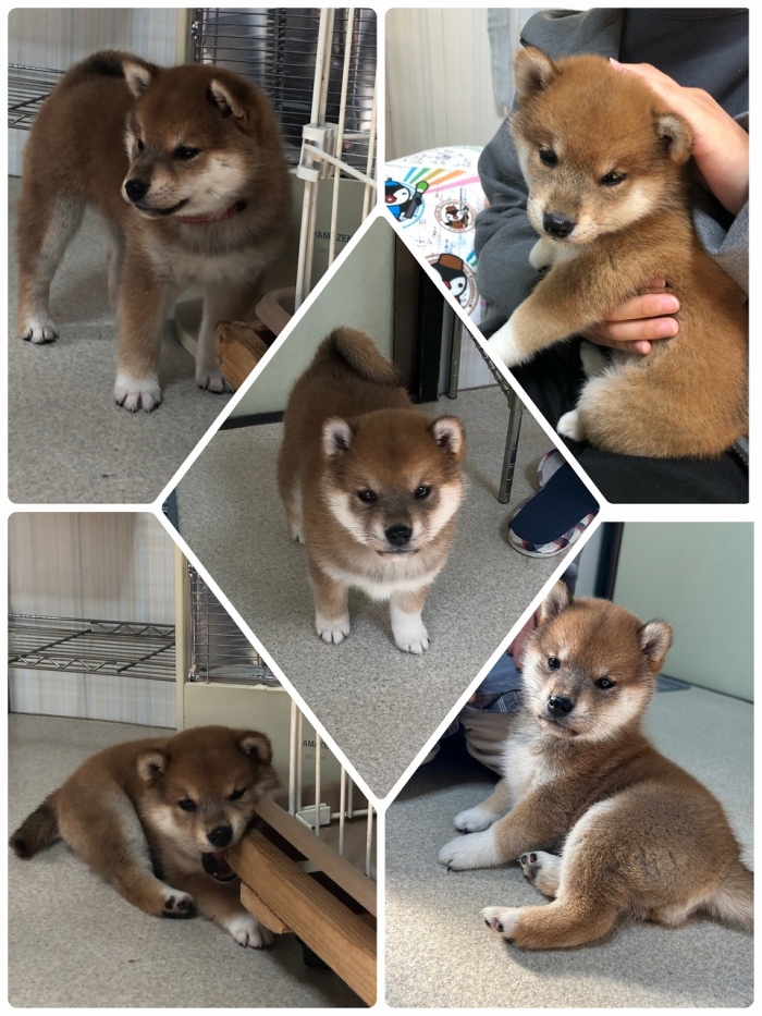 新しい家族