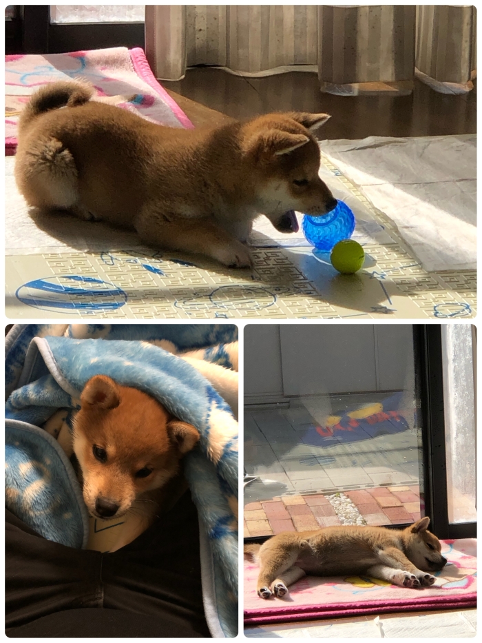 うみ日記 & ぶぅ日記
