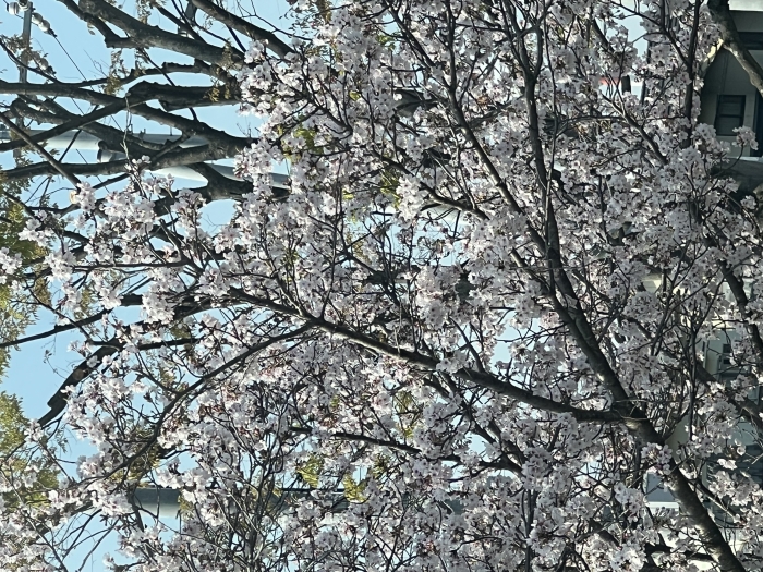 桜
