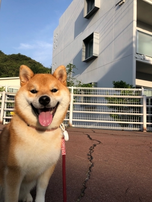 きょうのわんこ