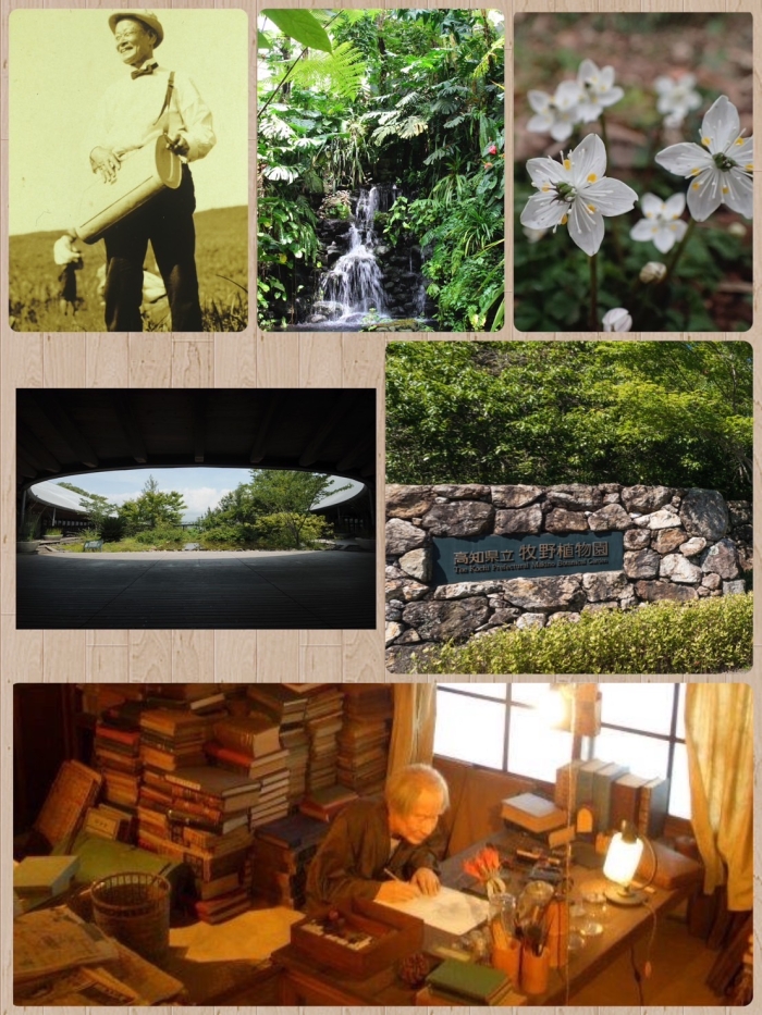 肖像画、植物園写真　【高知県立牧野植物園　提供】