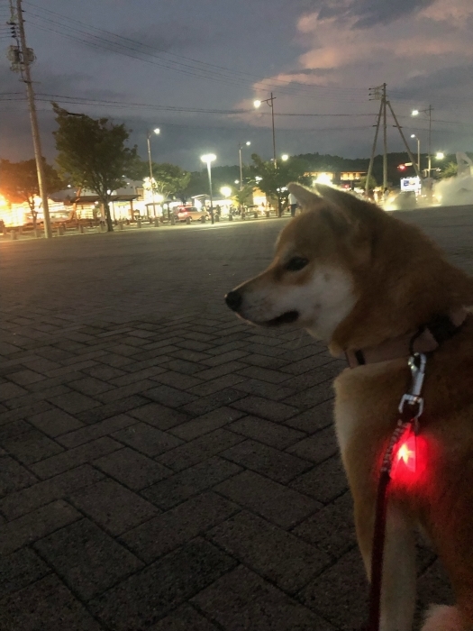 瀬戸内国際芸術祭2025　秋会期開催中