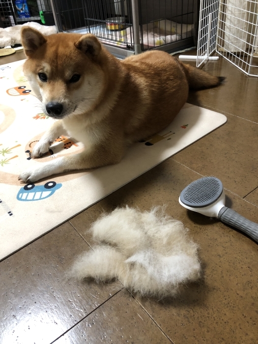 春が来ましたよー
