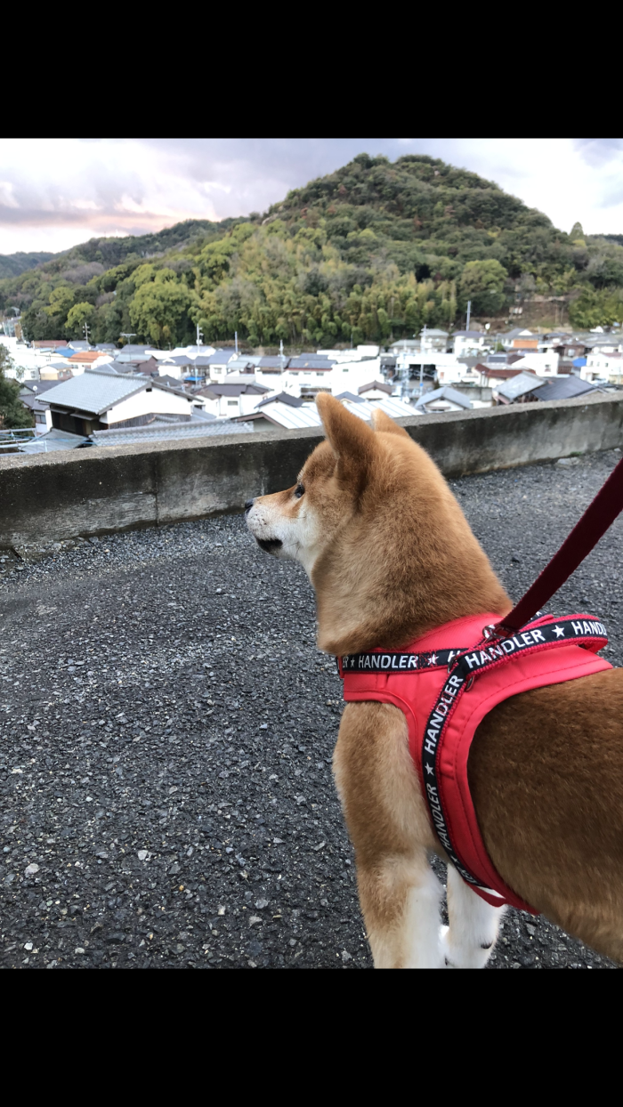 春がきました