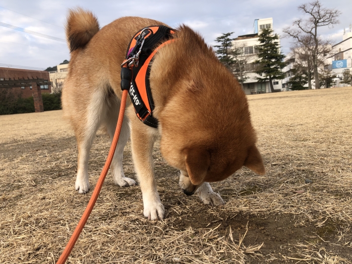 春が来ましたよー