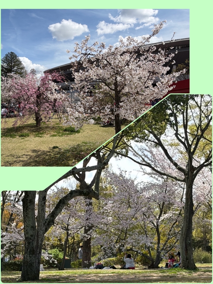 お花見をされてるご家族　ほっこり(*≧∀≦*)
